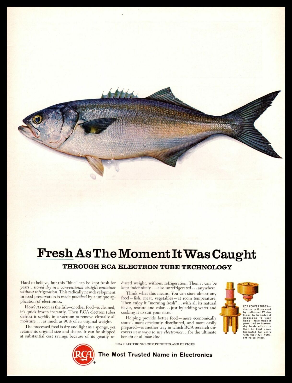 1965 Rca Electron Power Tubes "fresh As The Moment It Was Caught" Fish Print Ad
